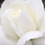 Fehér - Rambler, kúszó rózsa - Ida Klemm
